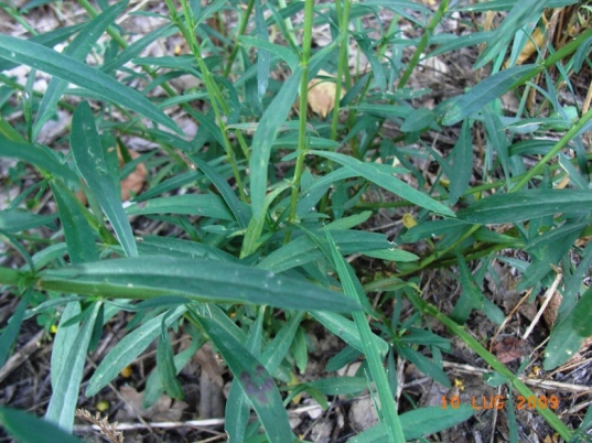 Lepidium graminifolium